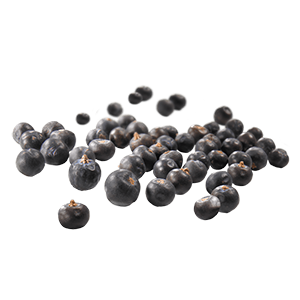 Можжевельник